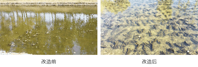 北京市航空港河段變質水體水草填料案例